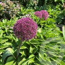 Allium 'Ostara'