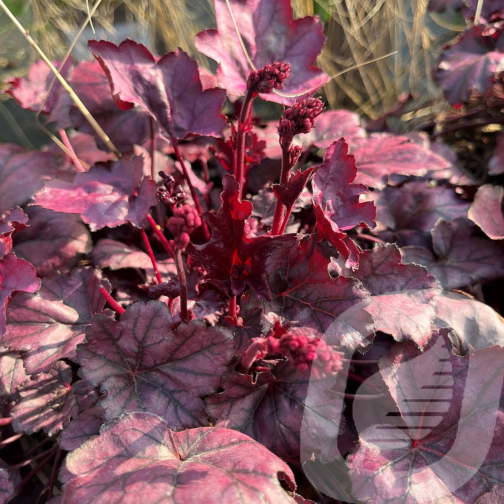 Heuchera 'Pink Panther'®