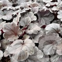 Heuchera 'Silverberry'®