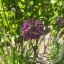 Allium 'Lavender Bubbles'®