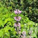 Phlomis tub. 'Amazone'