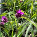 Tradescantia 'JS Brainstrom'®