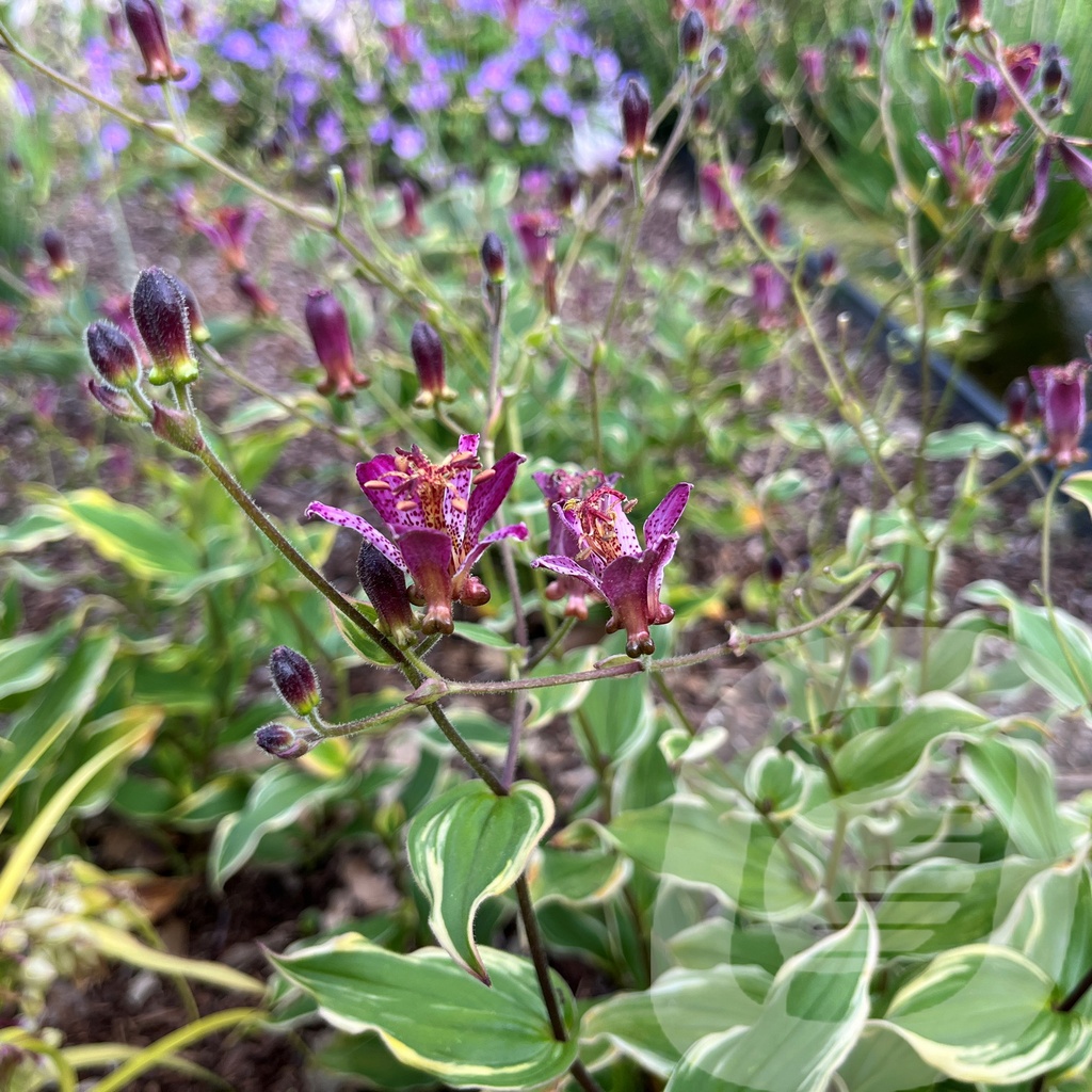 Tricyrtis 'Autumn Glow'