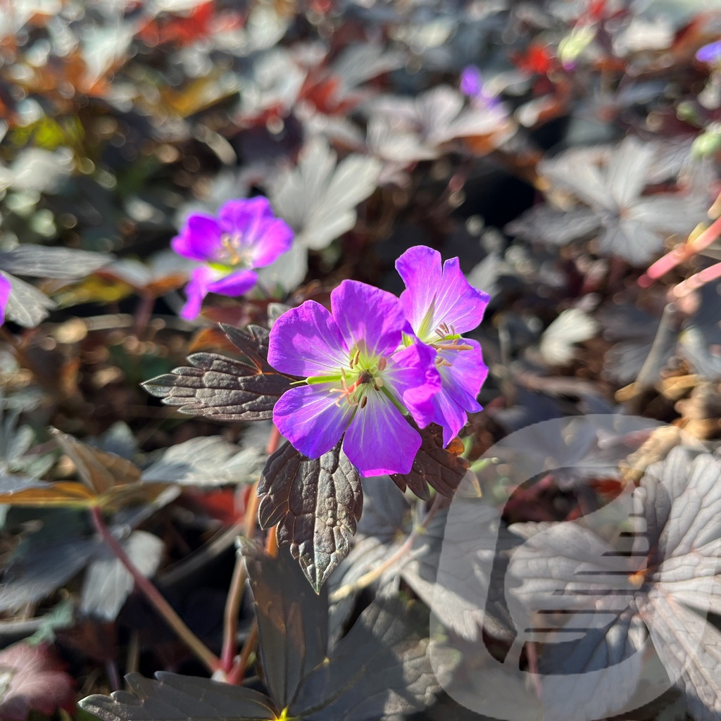 Geranium 'Stormy Night'®