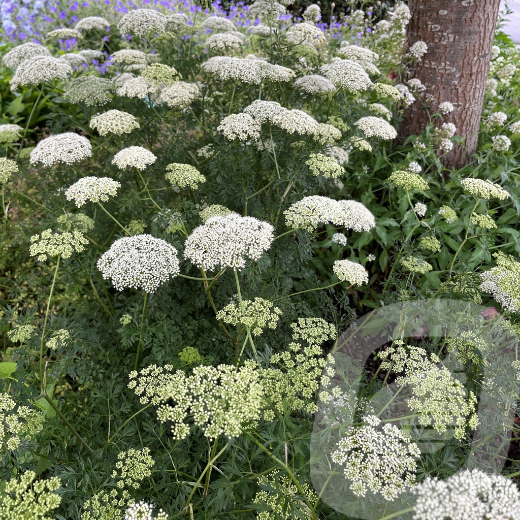 Cenolophium denudatum