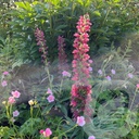 Echium 'Red Feathers'