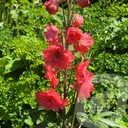 Delphinium 'Red Lark'