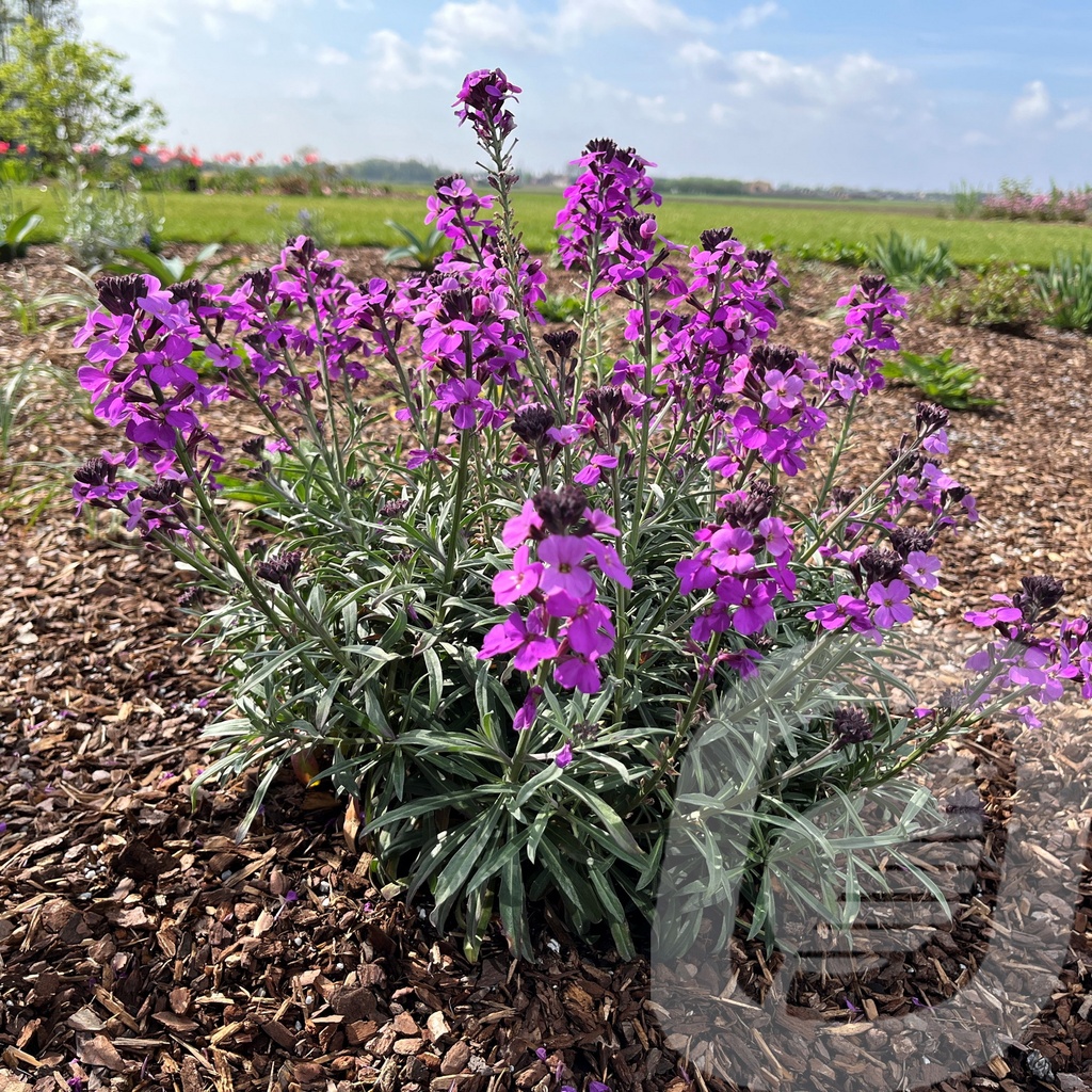 [ERYBMAUV-C2] Erysimum 'Bowles Mauve'