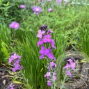 Erysimum 'Bowles Mauve'