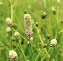 Sanguisorba 'Jam Session'®