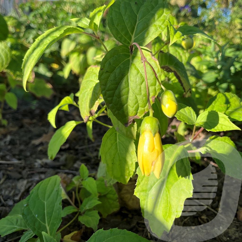 Kirengeshoma palmata