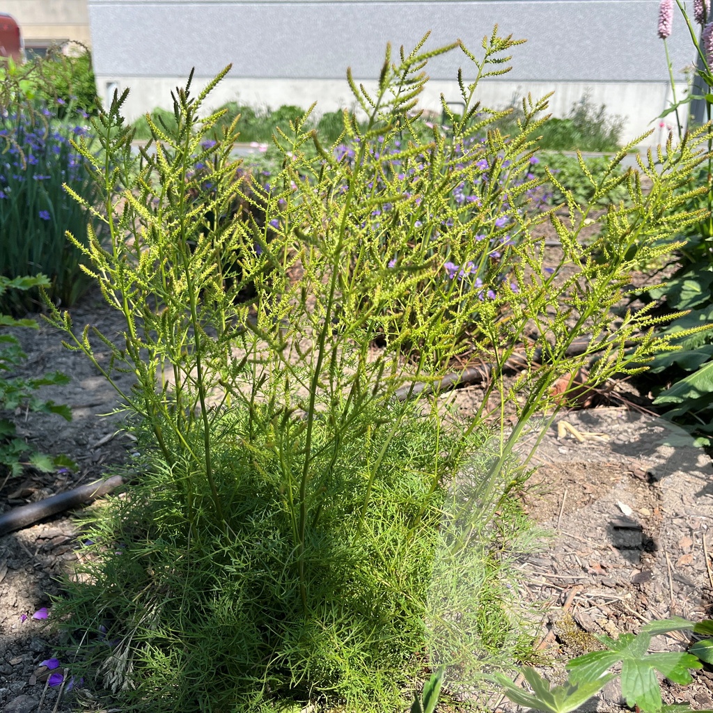 [ARUFHAIR-C2] Aruncus 'Fairy Hair'®
