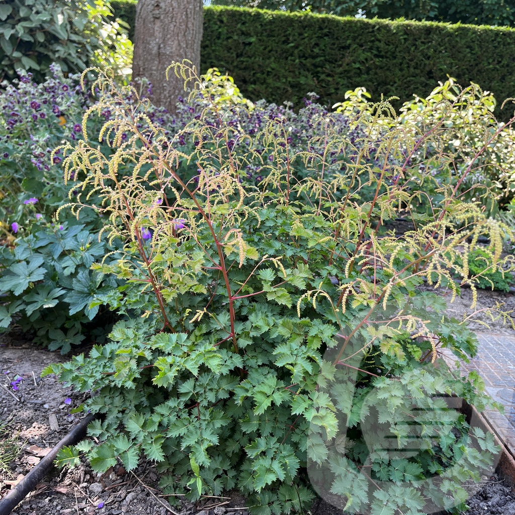 [ARUCLACE-C2] Aruncus 'Chantilly Lace'®