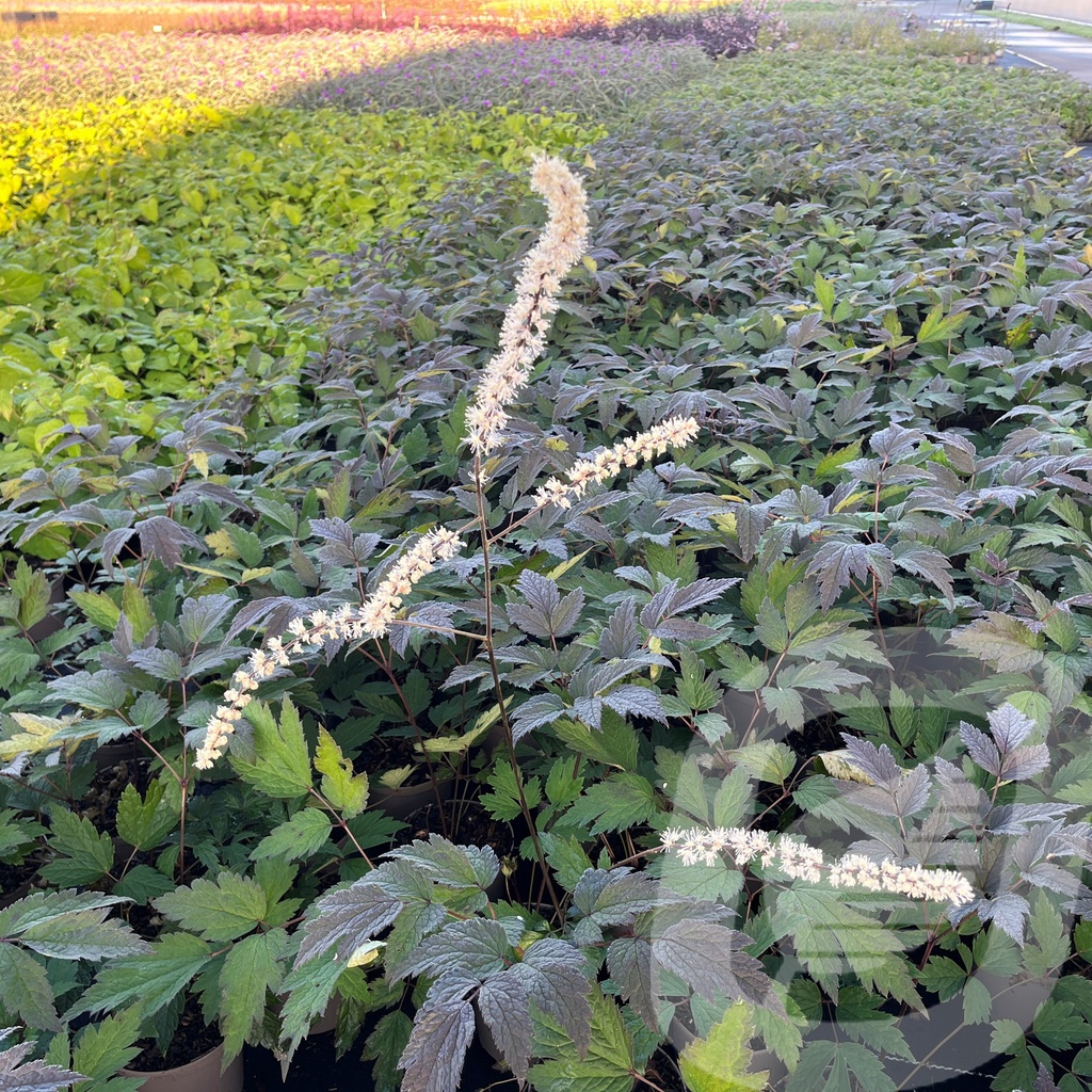 Actaea 'Queen of Sheba'®