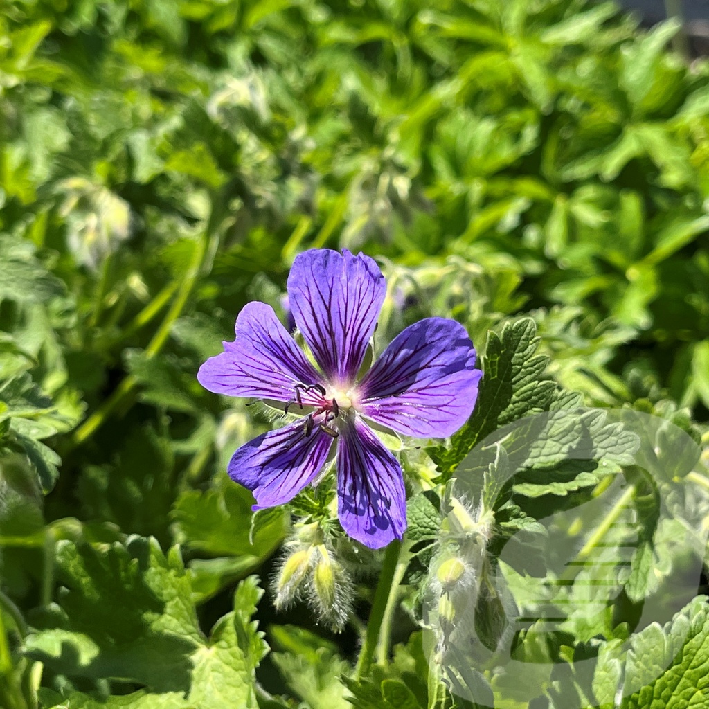 [GERJUBAT-C2] Geranium iber. jubatum
