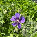 Geranium iber. jubatum