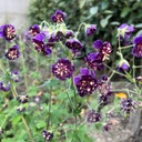 Geranium phaeum 'Joseph Green'