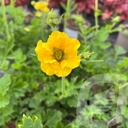 Geum 'Solar Tempest'®