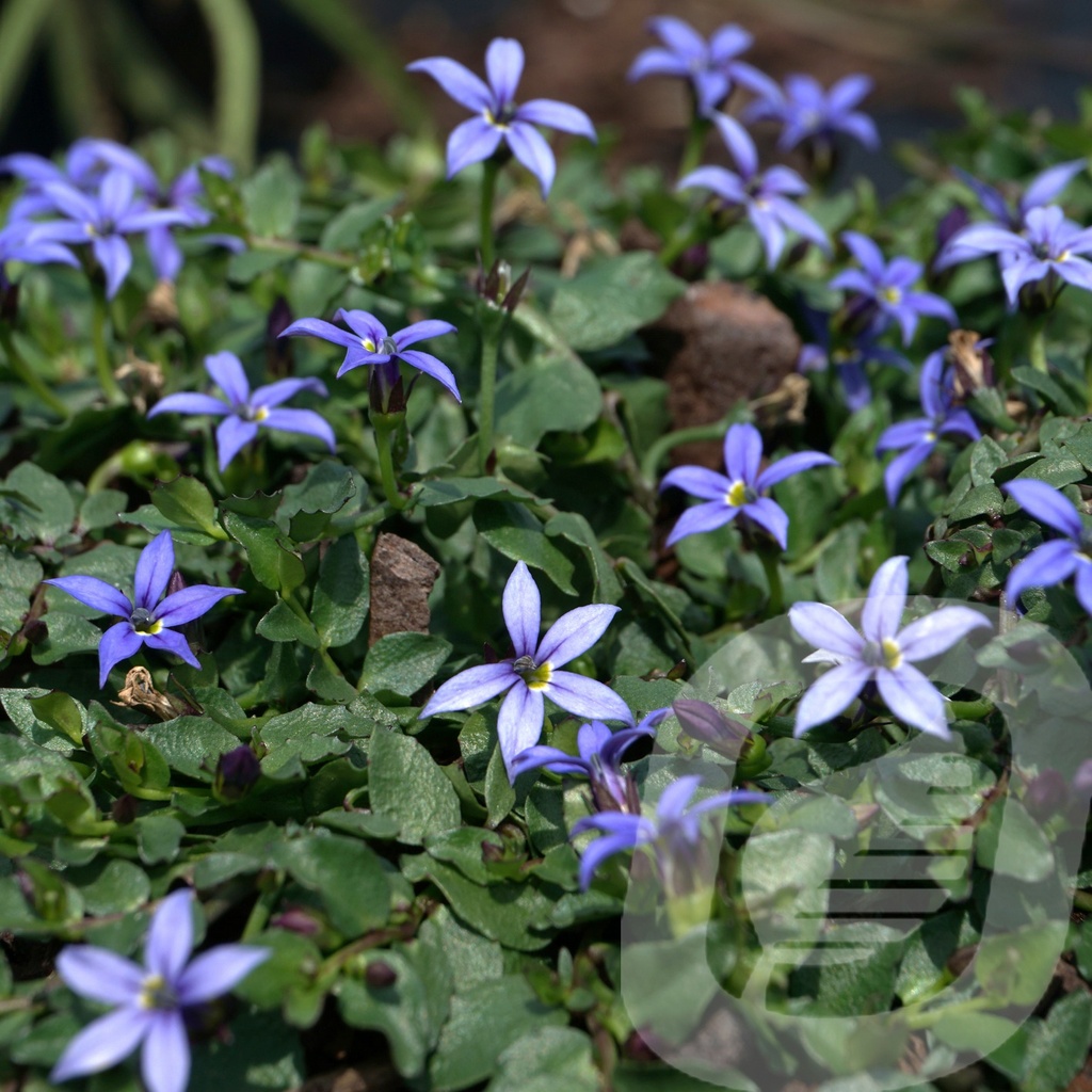 Isotoma fluv. 'Dark Blue'