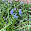 Pulmonaria 'Twinkle Toes'®