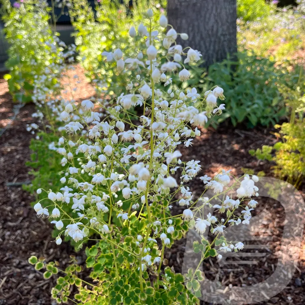 Thalictrum 'Alba'