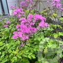 Thalictrum 'Black Stockings'®