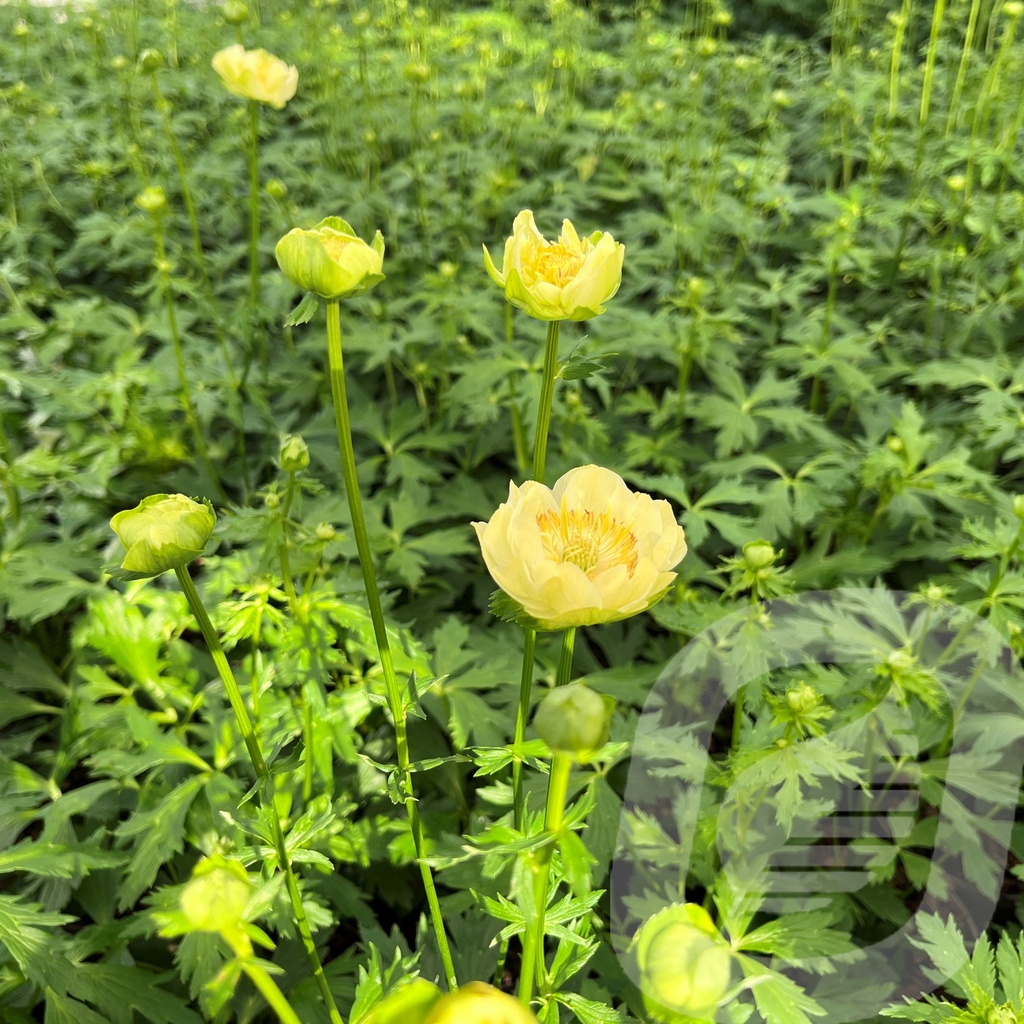 Trollius 'Fullmoon'®