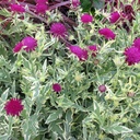 Knautia 'Tunder & Lightning'