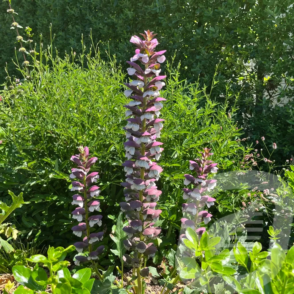[ACAMOLLI-C2] Acanthus mollis