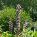 Acanthus 'Whitewater'®