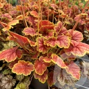 Heuchera 'Eternal Flame'®