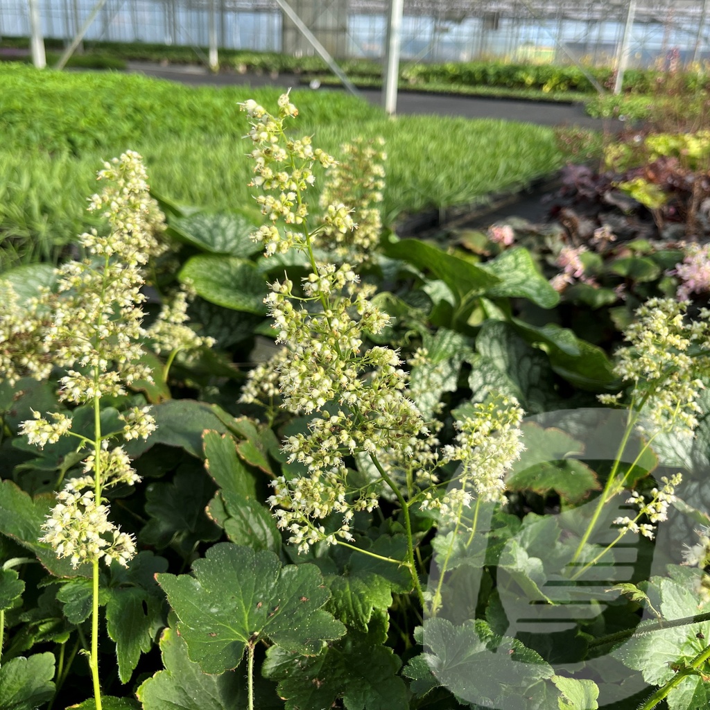 Heuchera 'Chantilly'