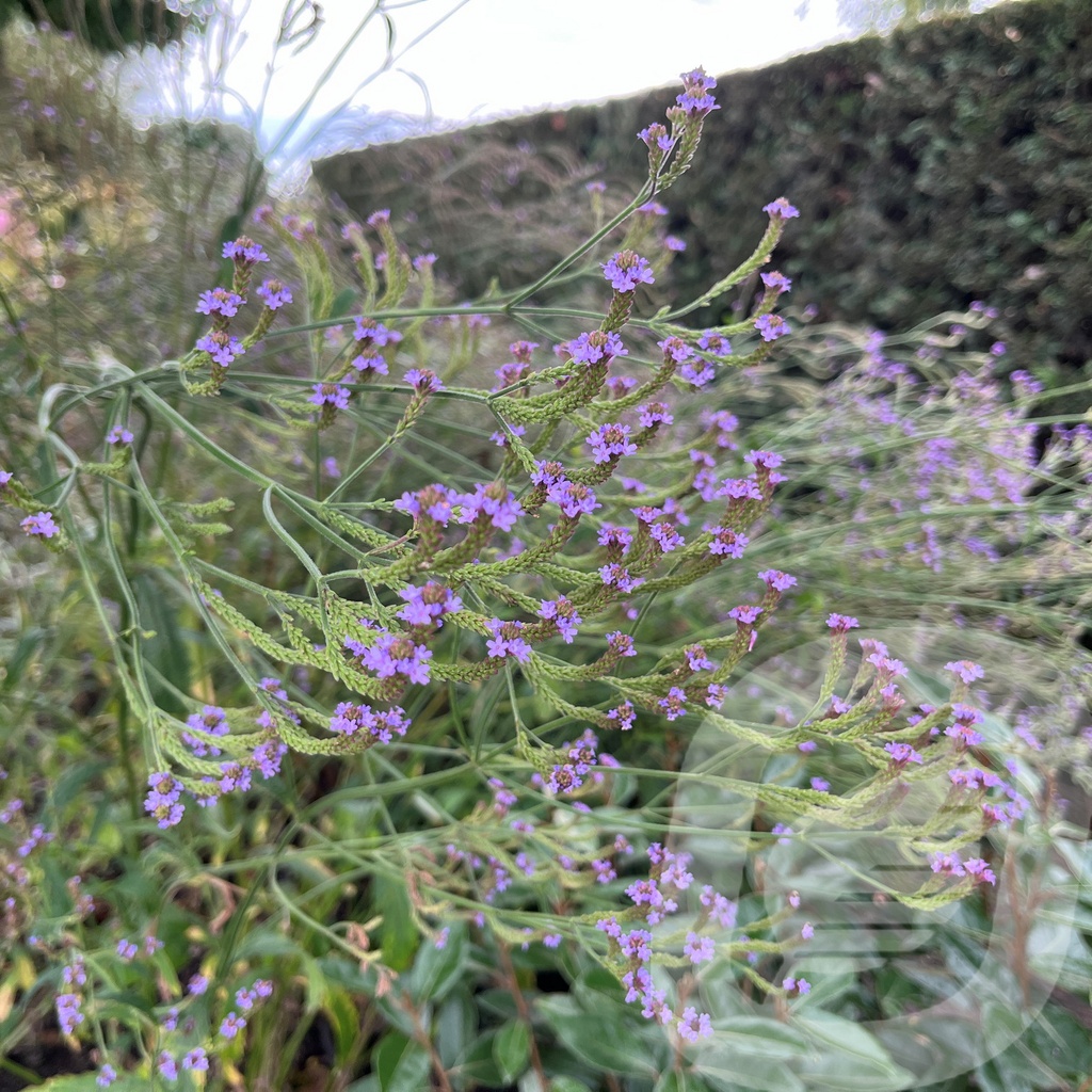 Verbena Lavender Spires