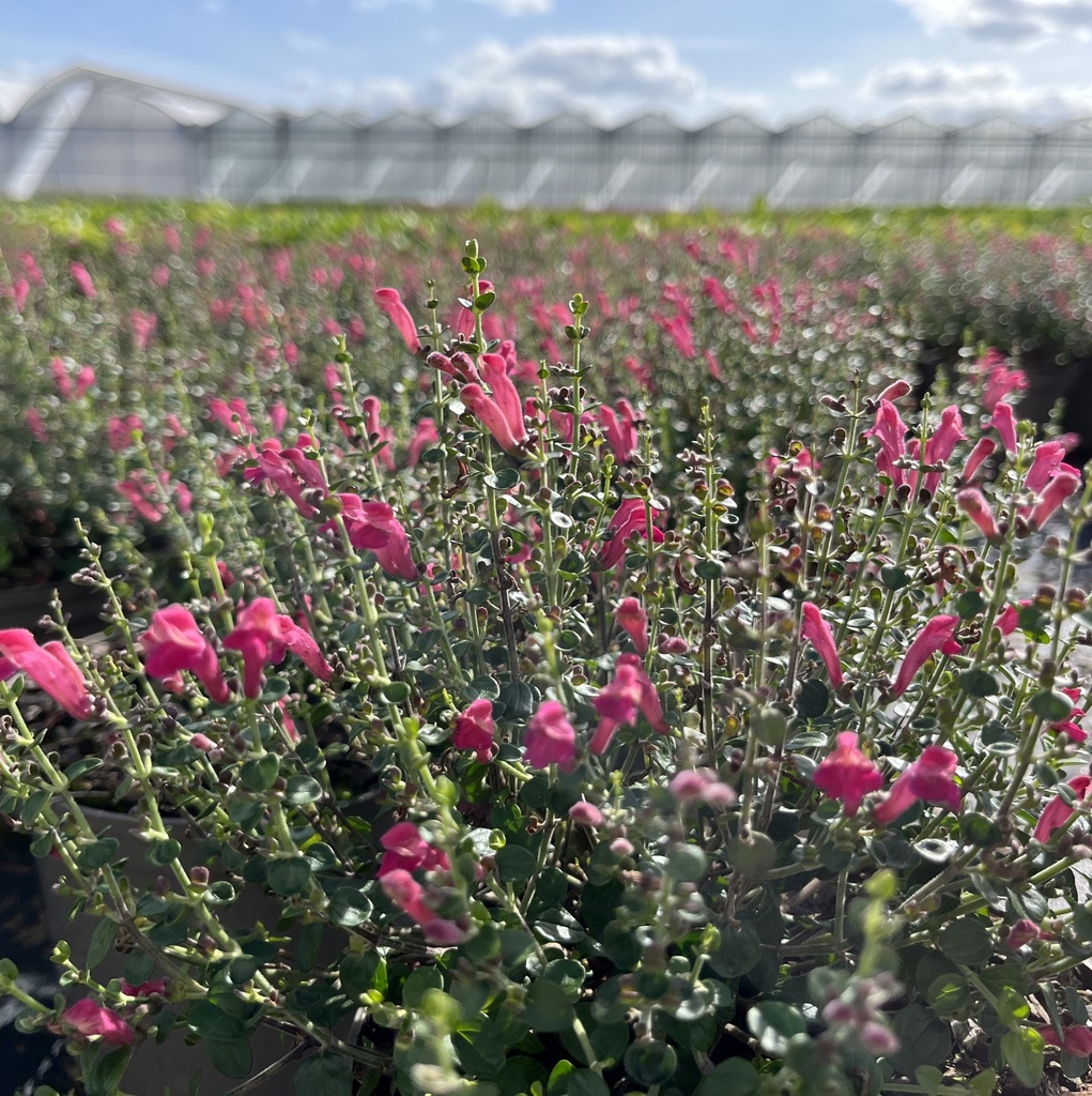 Scutellaria 'Red Dragon'®