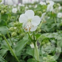 Geranium macr. 'White Ness'