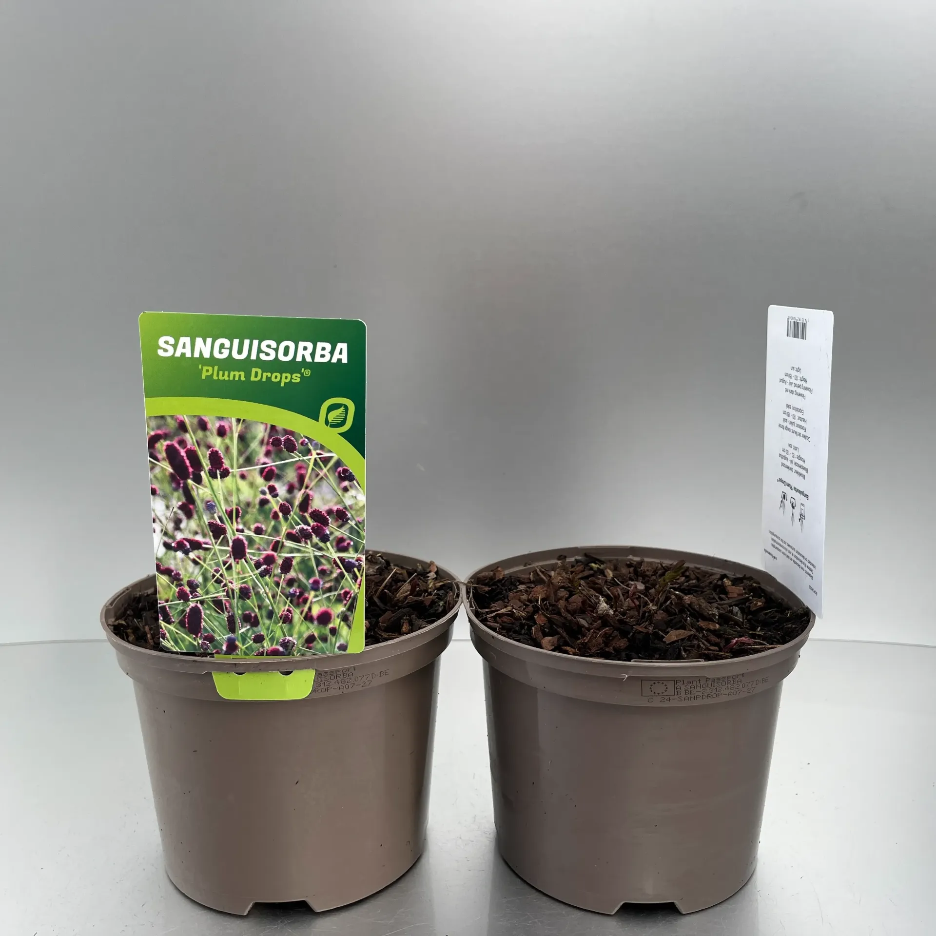 Sanguisorba 'Proud Mary'