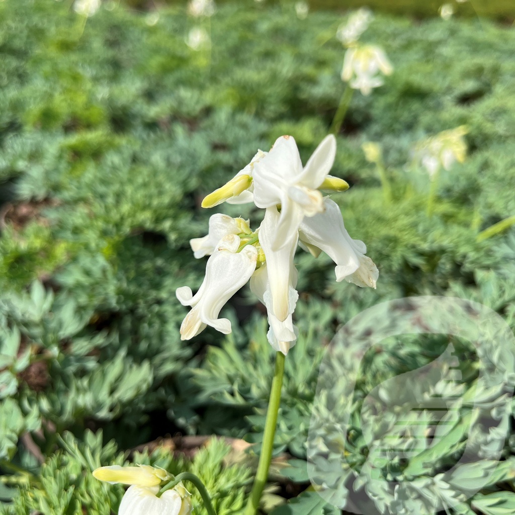 Dicentra 'White Diamonds'®