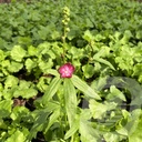 Sidalcea 'Wine Red'