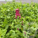 Sidalcea 'Wine Red'