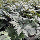 Actaea 'Pink Spike'