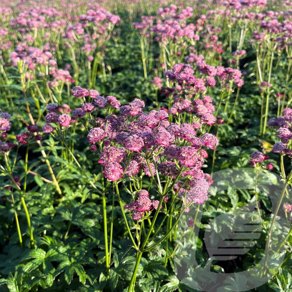 Astrantia 'Rubra'