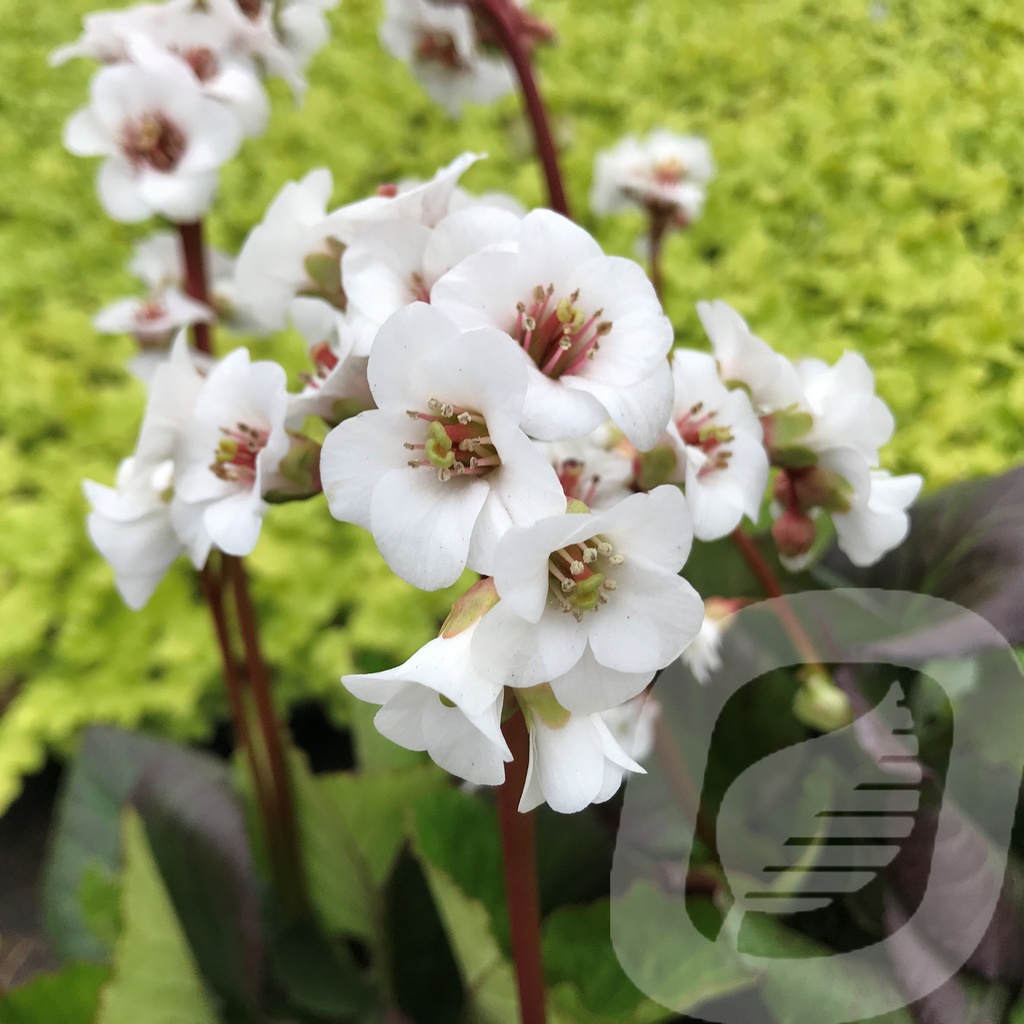 Bergenia 'Jelle'®