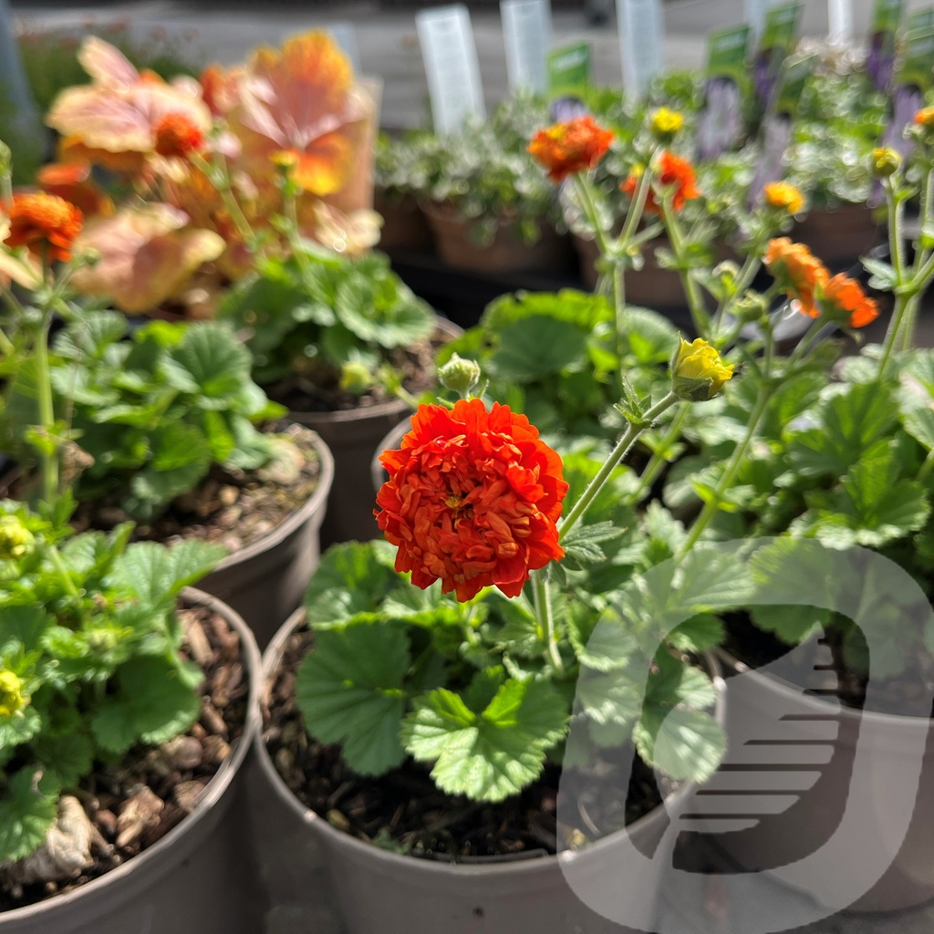 [GEUOPUMK-C2] Geum 'Orange Pumkin'®