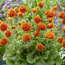 Geum 'Orange Pumkin'®