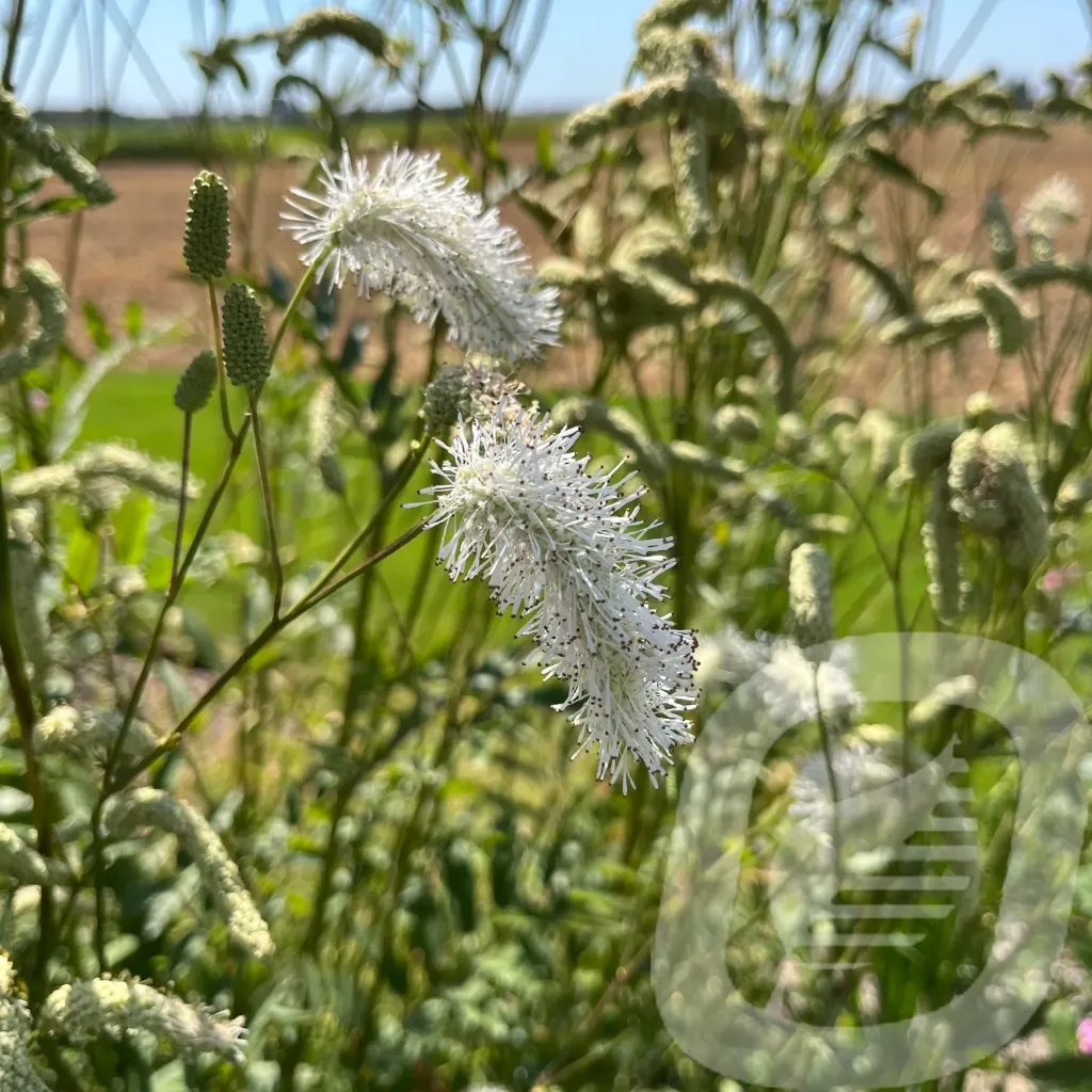 Sanguisorba 'White Brushes'