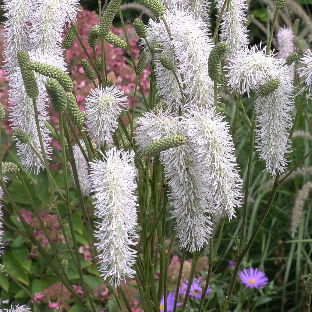 Sanguisorba 'White Brushes'