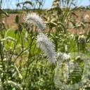Sanguisorba 'White Brushes'
