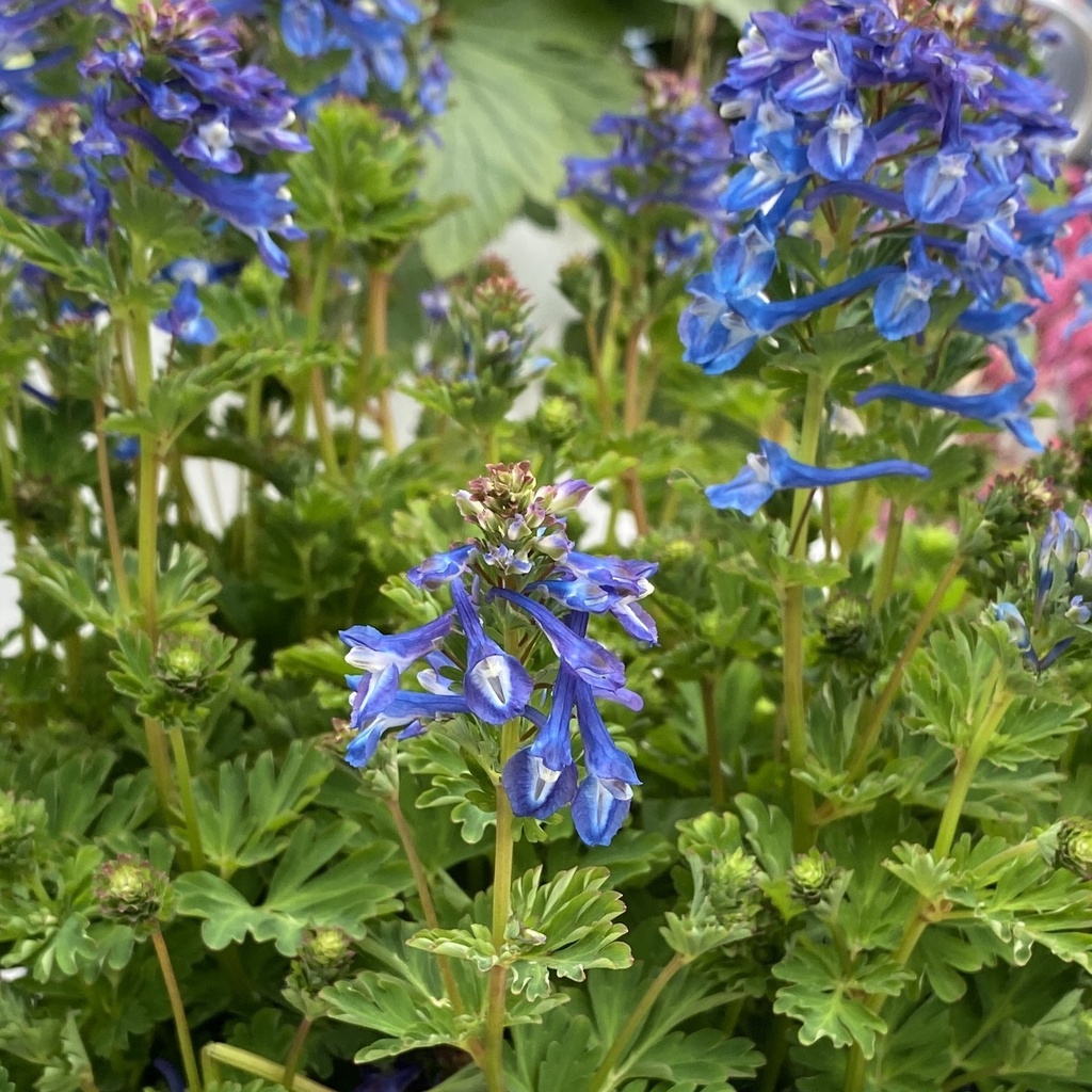 Corydalis calycosa