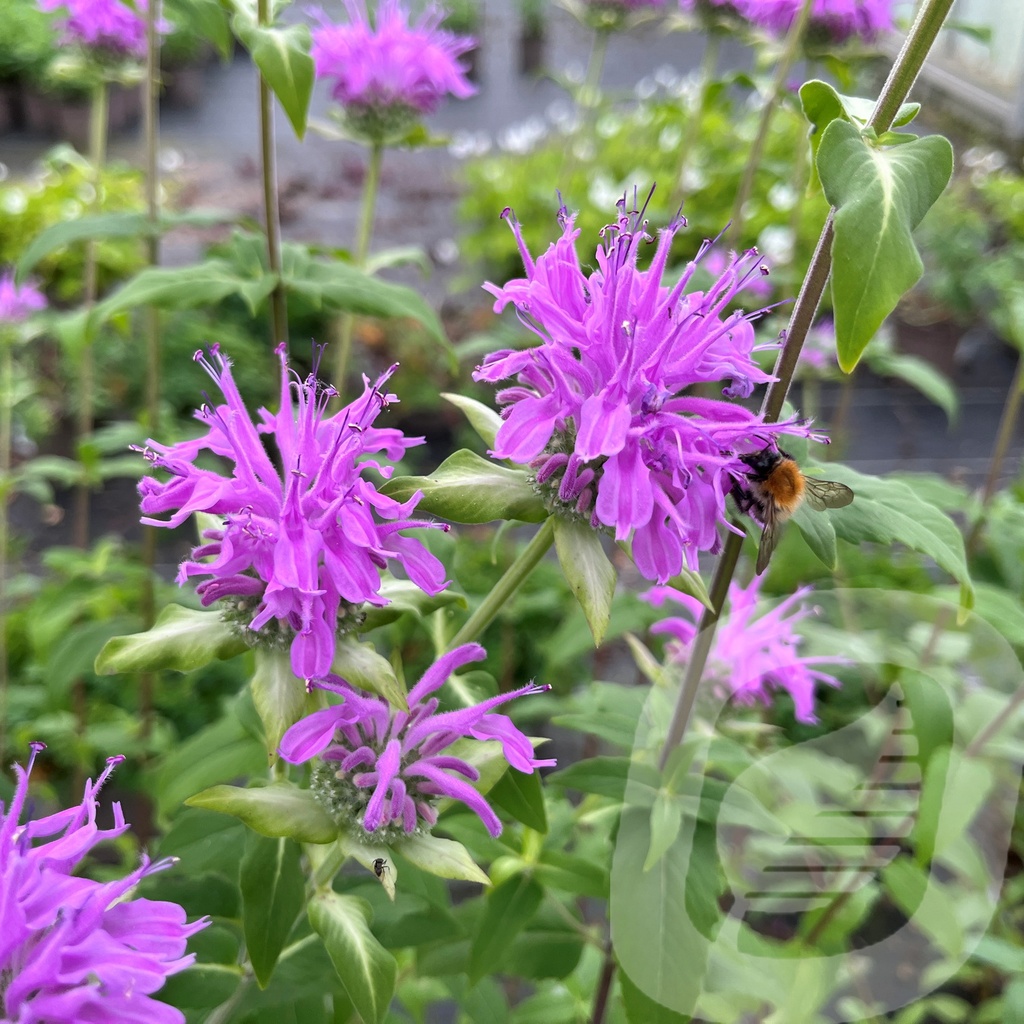 Monarda 'Pummel'