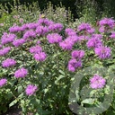 Monarda 'Pummel'